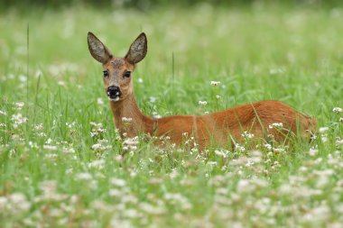 Roe deer in a field  clipart