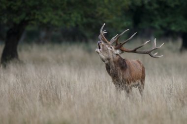 Kızıl geyik çiftleşme içinde