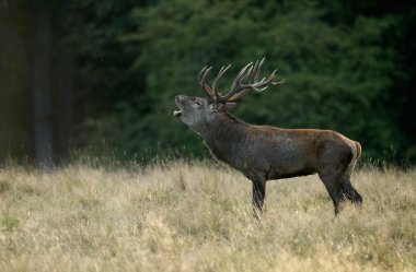Red deer in mating season clipart