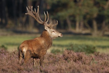 Kızıl geyik hayvan 