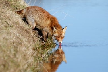  red fox drinking water clipart