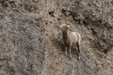 Bighorn sheep  on a cliff clipart