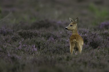 Karaca alanındaki heather 