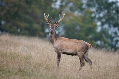 Kızıl geyik çiftleşme içinde