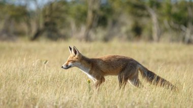 kızıl tilki doğada