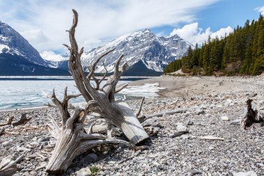 Drift Wood Jasper Gölü 