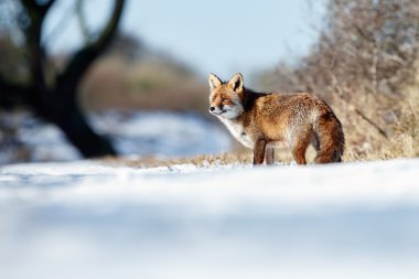 Red fox beyaz kar üzerinden yürüyüş 