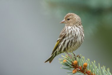 Pine Siskin perched on  tree clipart