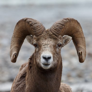 Bighorn koyun portre