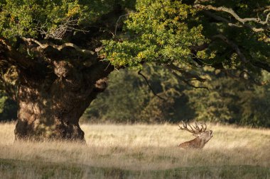Kızıl geyik kükrer