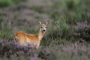 Karaca alanındaki heather 