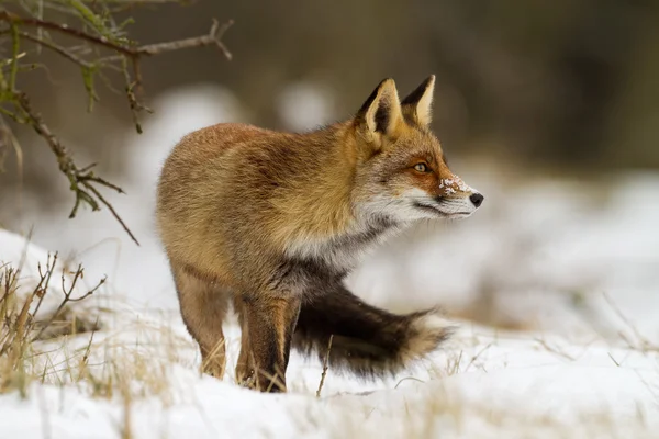 Red fox vintertid — Stockfoto