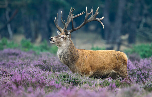 Red deer animal 