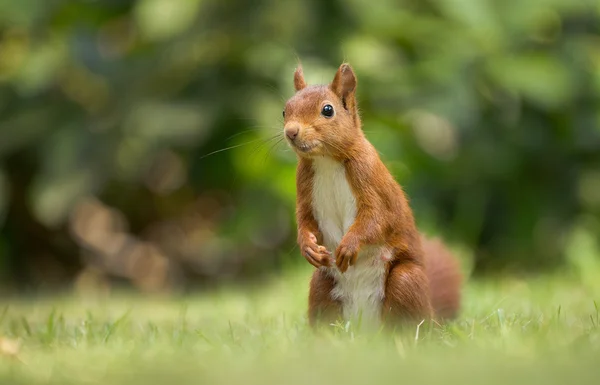 Esquilo vermelho na floresta — Fotografia de Stock
