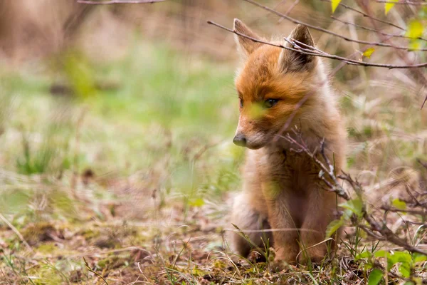 Young red fox — Stock Photo, Image