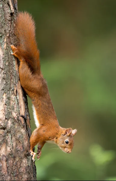 Écureuil roux dans la forêt — Photo