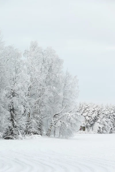 Winterlandschap een lapland — Stockfoto