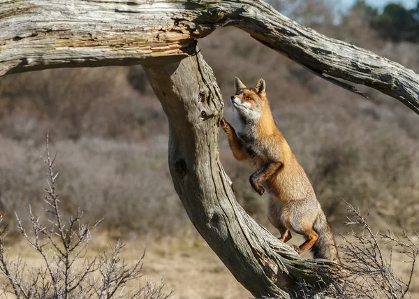 Red fox di pohon mati — Stok Foto
