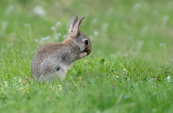 Jeune lapin juvénile — Photo