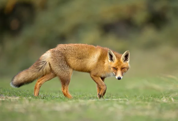 Red fox in the dunes — Stock Photo, Image