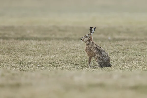 Wild hare on the move — Stock fotografie