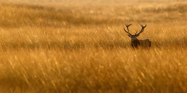 Red deer standing a field of grass — Stockfoto