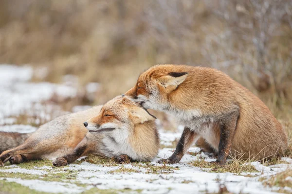 Red foxes cuddling in the snow — Stock fotografie