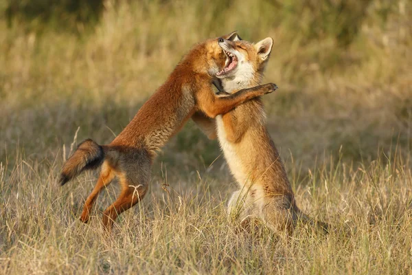 Raposa vermelha luta juvenil — Fotografia de Stock