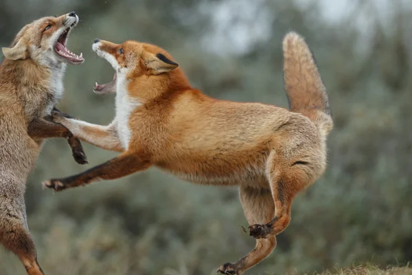 Walki młodych Red fox — Zdjęcie stockowe
