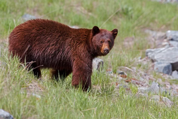 Cor de canela de urso preto — Fotografia de Stock