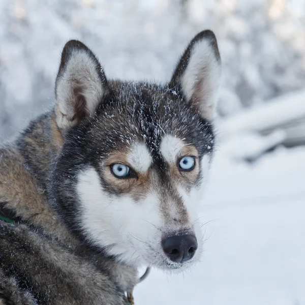 Husky portret in Finland — Stockfoto