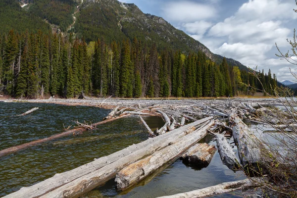 Driftwood nel fiume impilato in cima — Foto Stock