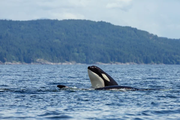 Orca 고래 점프 — 스톡 사진
