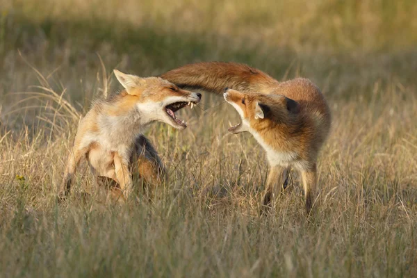 Walki młodych Red fox — Zdjęcie stockowe