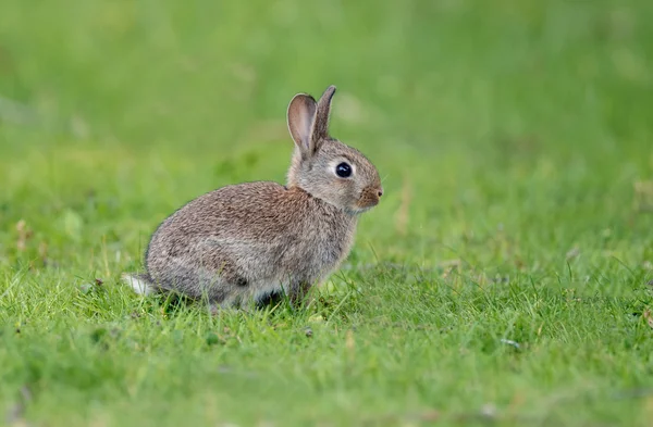 Genç Juvenil tavşan — Stok fotoğraf