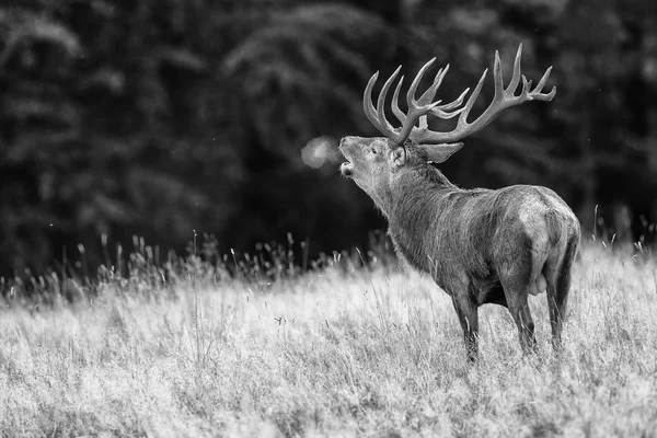 Kızıl geyik çiftleşme içinde