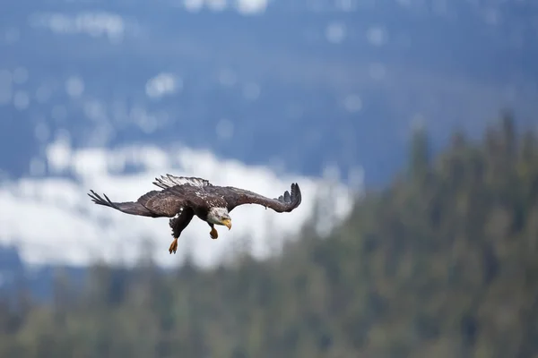 Águia careca em voo sobre um lago — Fotografia de Stock