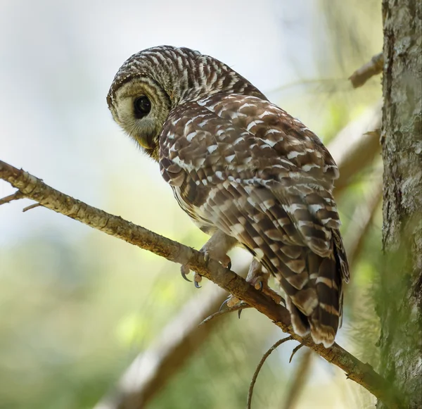 Gestreepte uil buitenshuis — Stockfoto