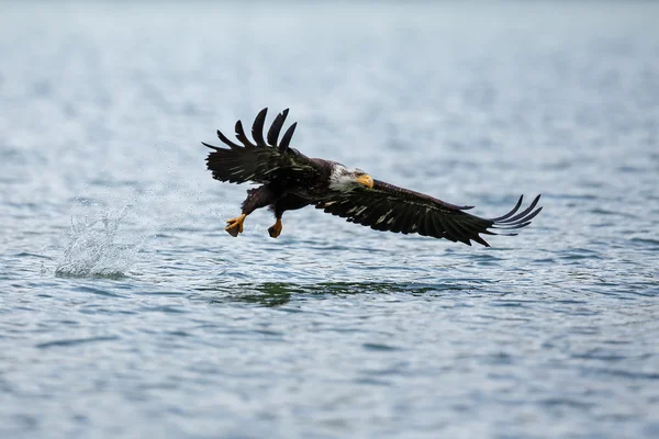 Aquila calva in volo su un lago — Foto Stock