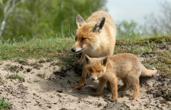 Red fox matka a mládě — Stock fotografie