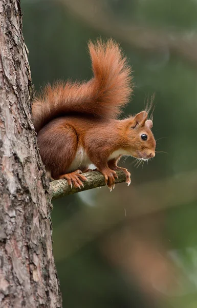 Esquilo vermelho na floresta — Fotografia de Stock