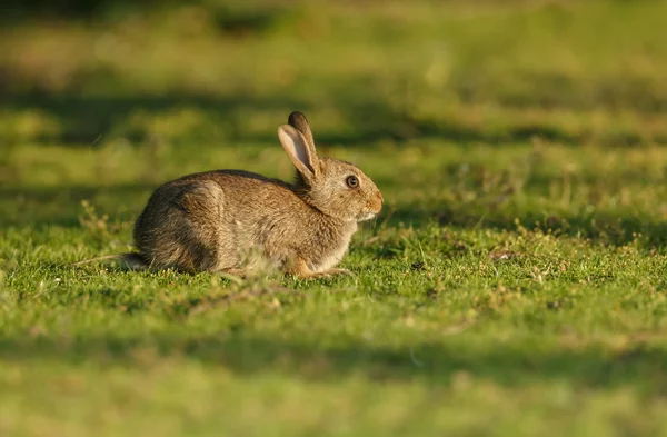 Young juvenile rabbit — Stock Photo, Image