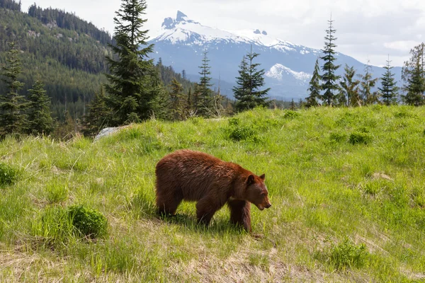 Cor de canela de urso preto — Fotografia de Stock