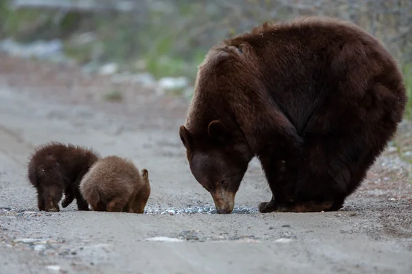 Mãe urso e seus dois filhotes — Fotografia de Stock