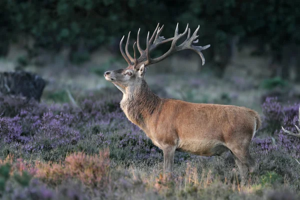 Red deer zwierząt — Zdjęcie stockowe