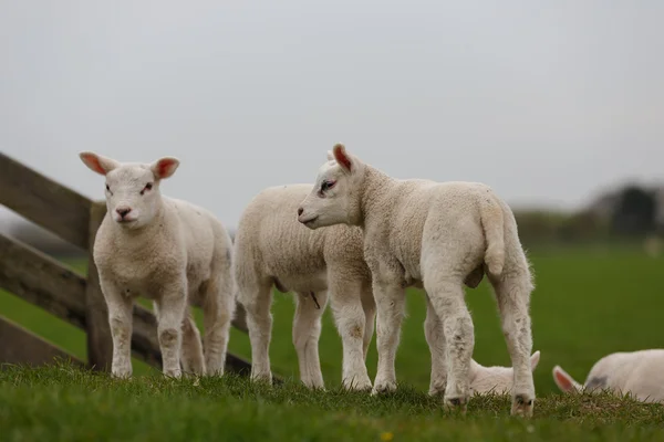 Bárány: egy réten, a Holland — Stock Fotó