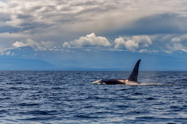 Springen orca walvis — Stockfoto