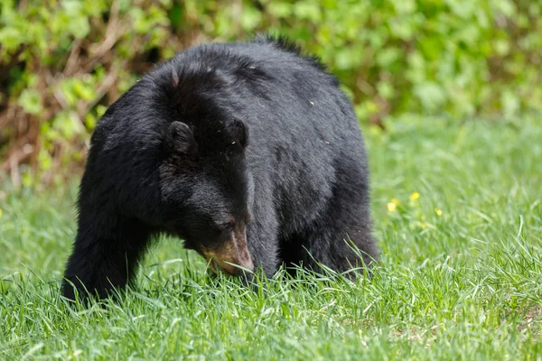 Черный медведь на природе — стоковое фото