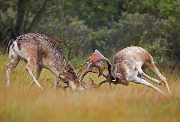 Fallow deer in a fight — Φωτογραφία Αρχείου