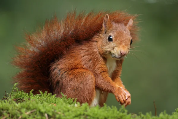 Kızıl sincap hayvan 